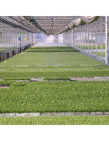 Sustrato para semilleros GO V4