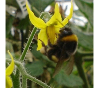 Colmena de abejorros